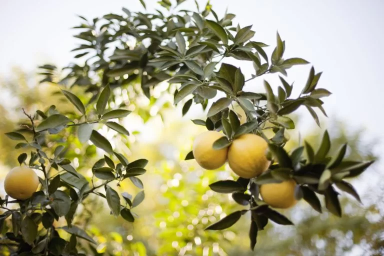 Le citronnier, tous les conseils pour avoir un avoir un arbre à citron en pleine forme