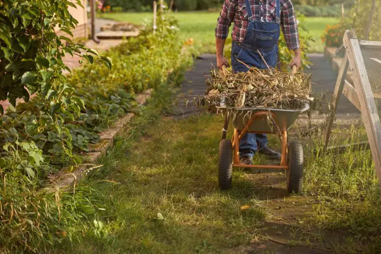 Entretenir ses plantes malgré la sécheresse : conseils et astuces pour un jardin florissant