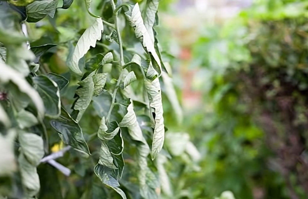 Pourquoi les feuilles de tomates se recroquevillent
