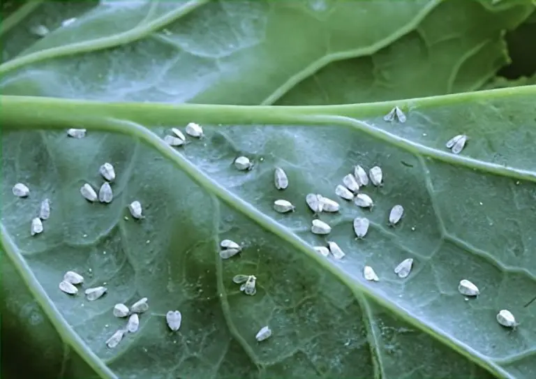 Comment éliminer les mouches blanches au jardin ?