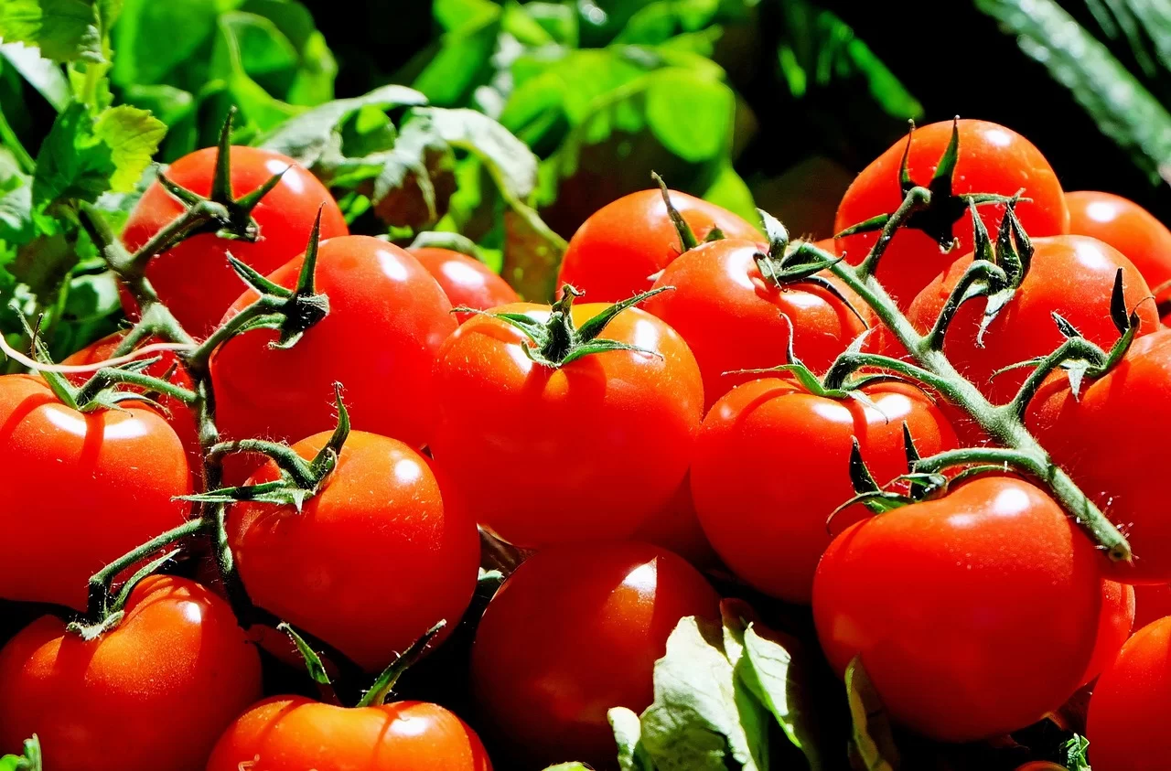 comment repiquer des tomates