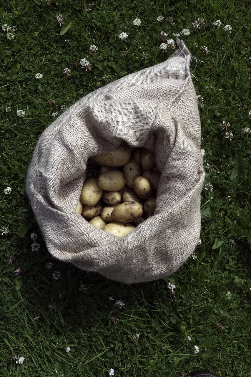faire pousser des pommes de terre dans un sac
