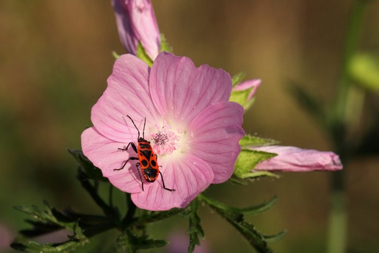 Faut-il se débarrasser des gendarmes (insectes) ? Est ce vraiment une bonne idée ?