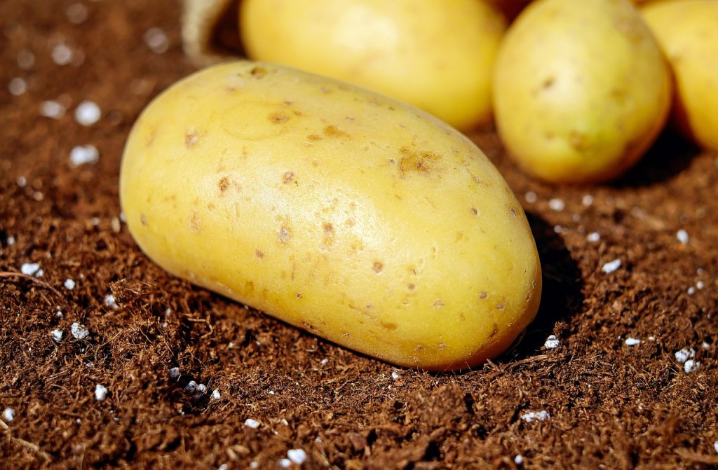 Les meilleures plantes à planter après les pommes de terre
