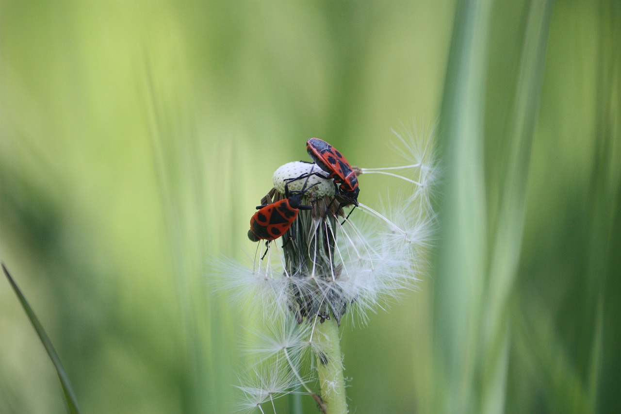 se débarrasser insecte gendarme