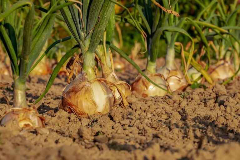 Faut il enterrer complètement les bulbes de oignons ?