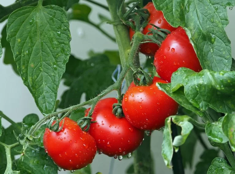Quelle est la bonne technique pour repiquer les pieds de tomates en godet ?