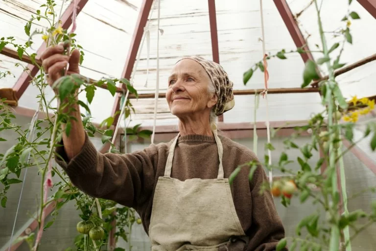 Comment sauver des plants de tomates trop arrosés