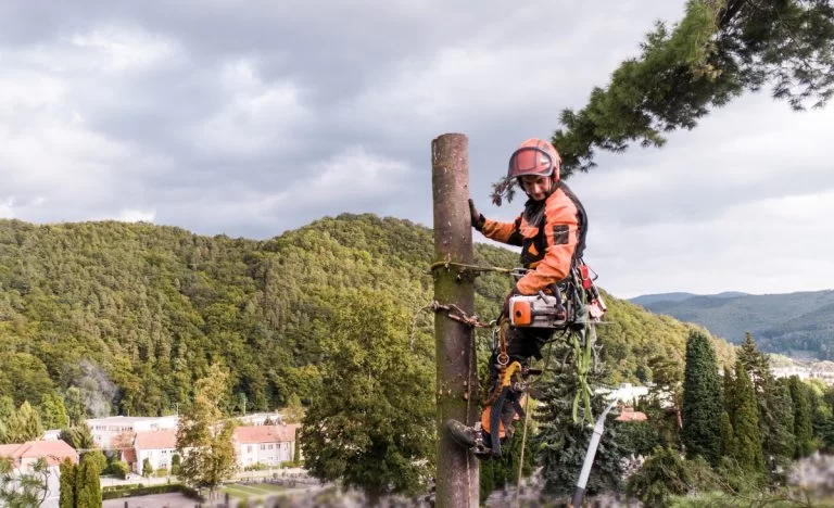 Pourquoi couper la tête des arbres ?