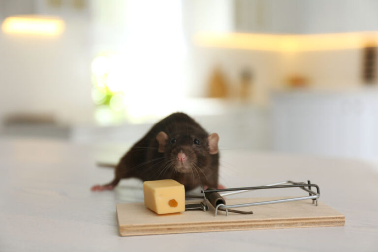 Pourquoi faire appel à un exterminateur de souris professionnel pour vos opérations de dératisation ?