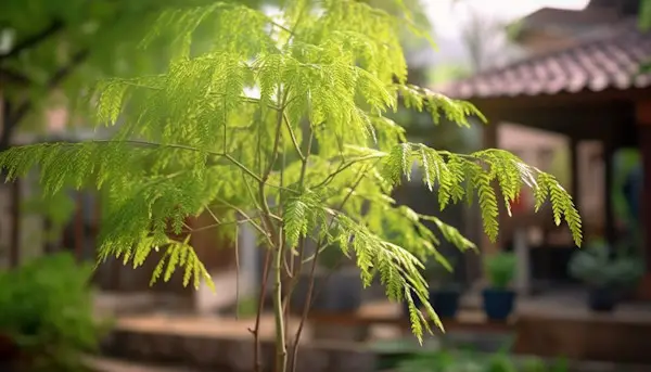 arbre margousier neem anti-moustiques