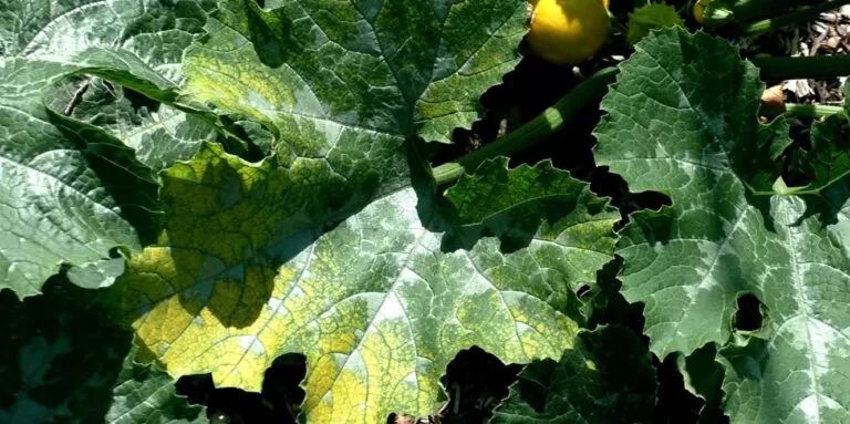 6 raisons pour lesquelles les feuilles de vos courgettes deviennent jaunes et comment y remédier