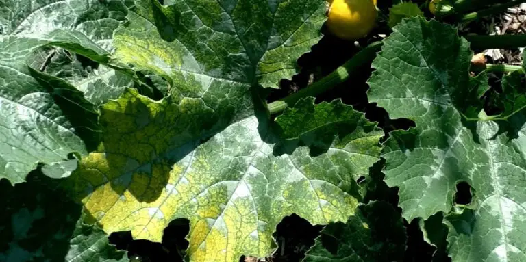 raisons courgette feuilles jaunes