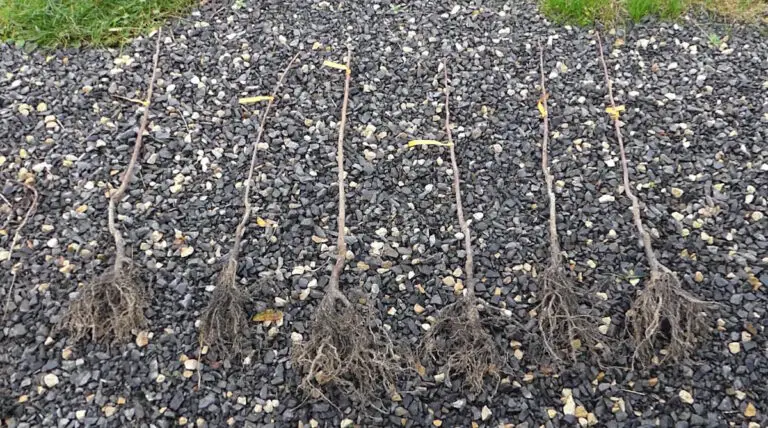 Comment planter des arbres fruitiers à racines nues ?