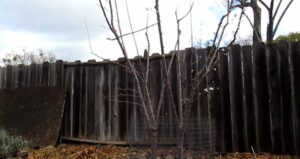 plusieurs arbres fruitiers même trou