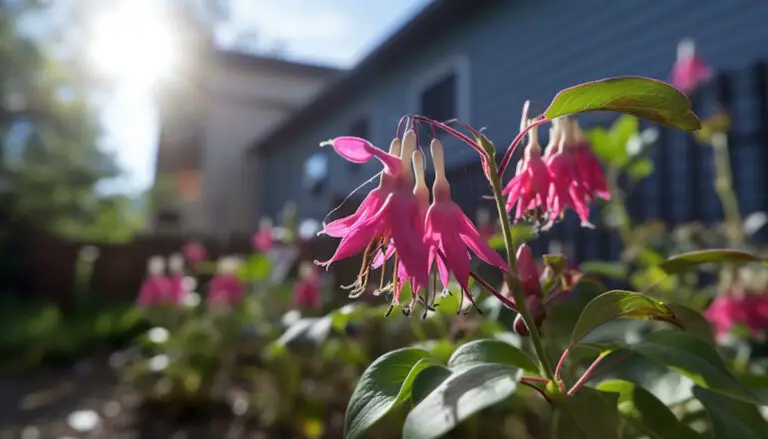 Comment cultiver des plants de fuchsia dans son jardin