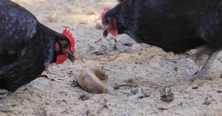 Les poules peuvent-elles manger des bananes ?