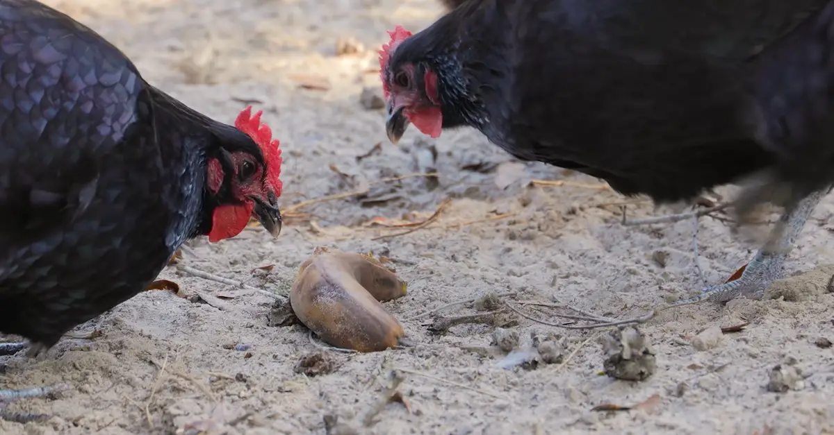 poules mangent des bananes