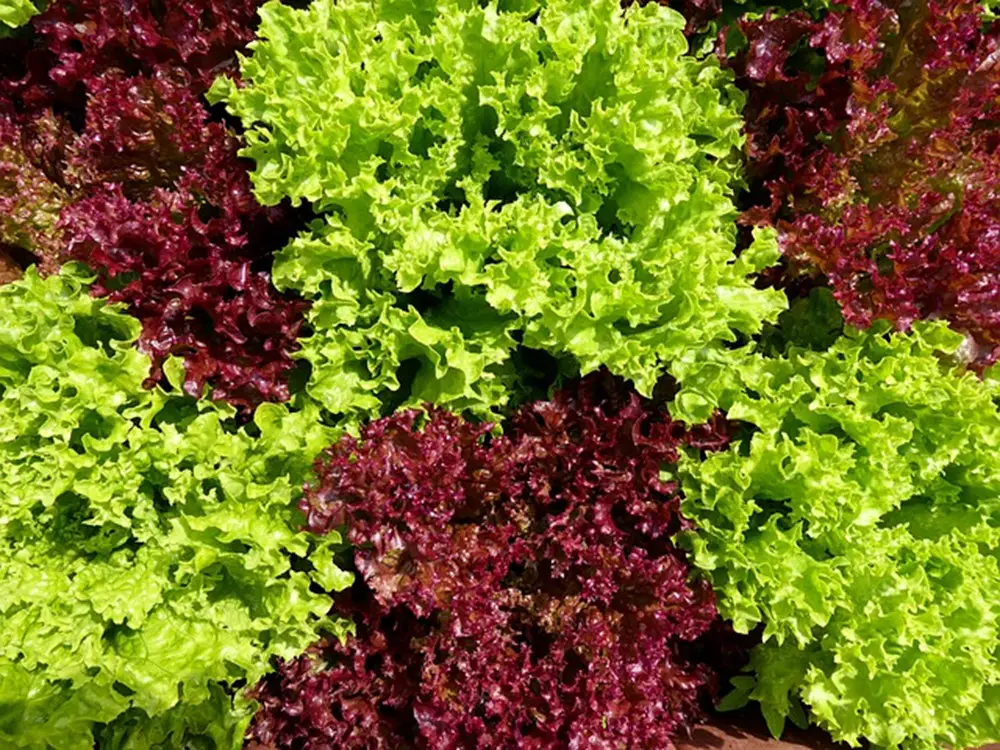 salade potager bio