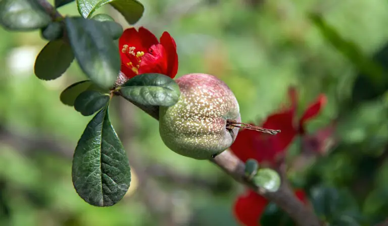 Tout savoir sur la multiplication du cognassier du Japon par bouturage