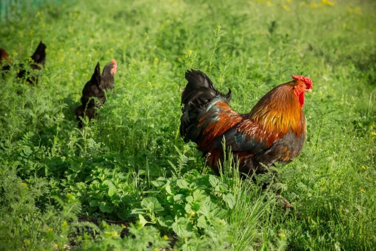 Le ratio idéal entre poules et coq pour une basse-cour harmonieuse