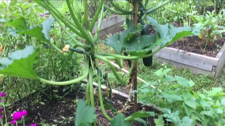 cultiver courgette en hauteur