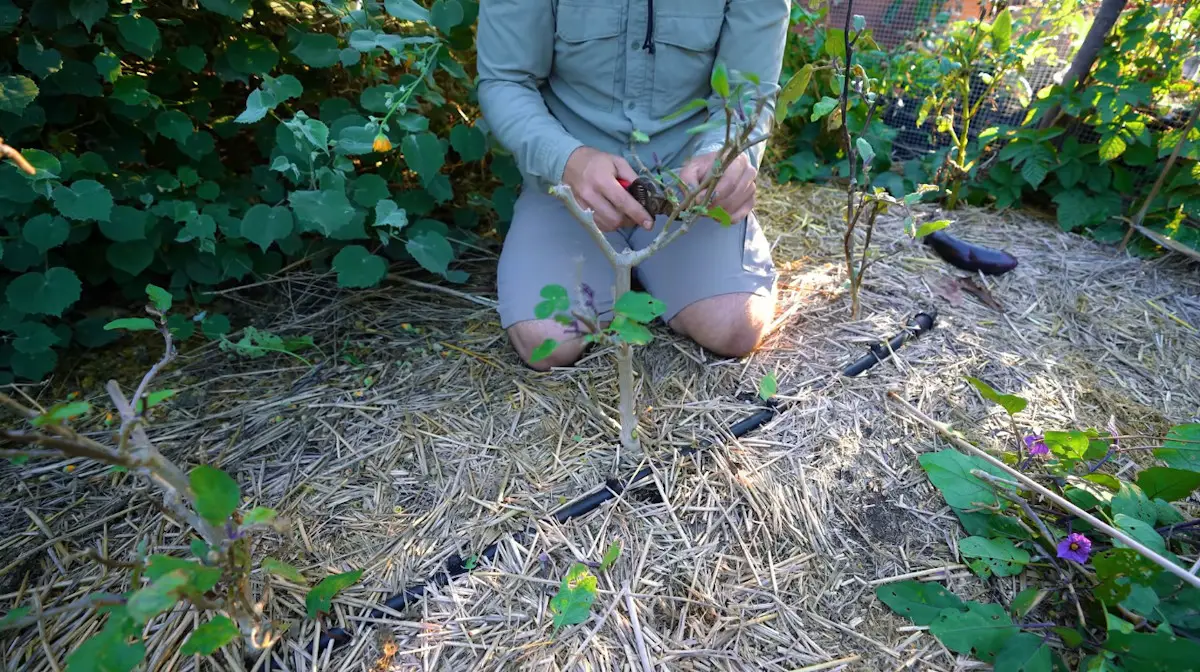 peut-on garder un pied d'aubergine d'une année sur l'autre