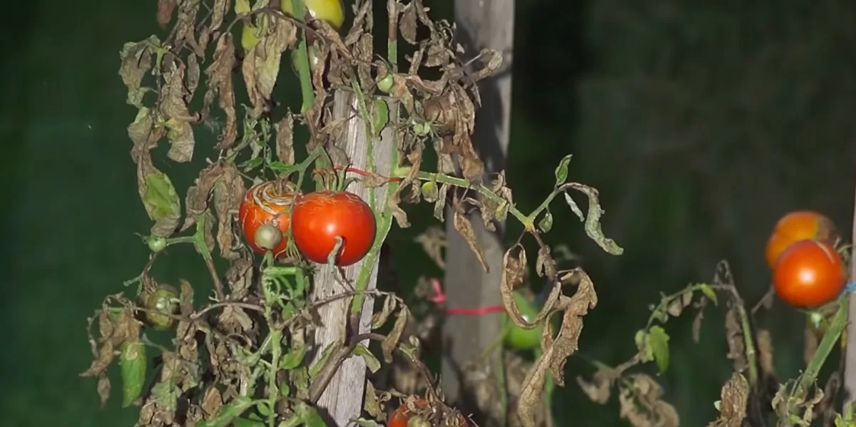 peut on manger des tomates qui ont le mildiou