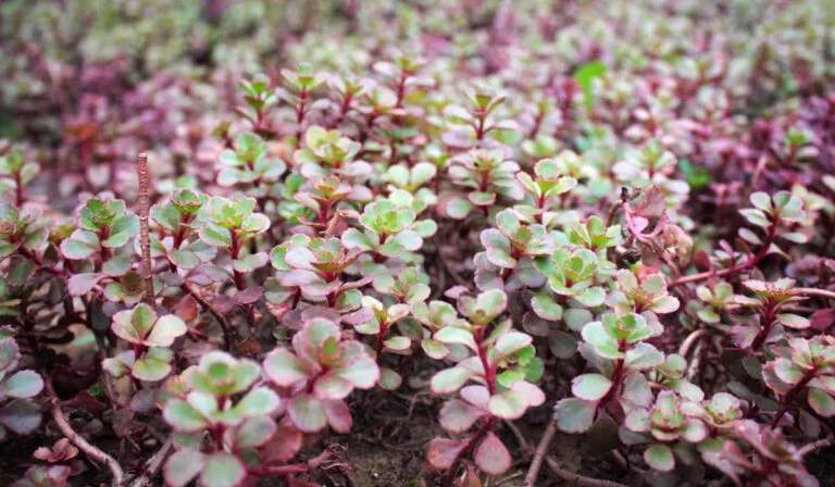 Les meilleures plantes couvre-sol sans entretien pour un jardin impeccable