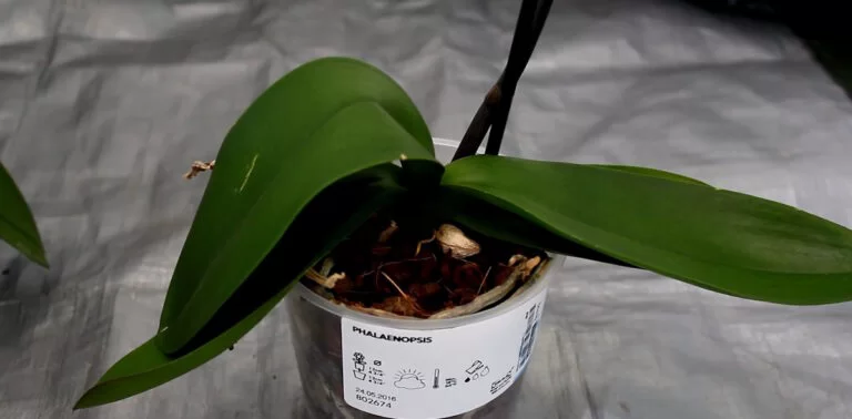 Comprendre la situation : Pourquoi les feuilles de mon orchidée sont molles ?