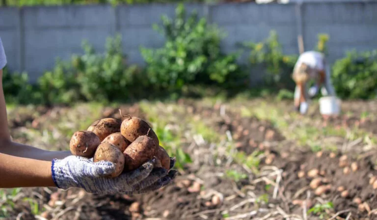 Les meilleures plantes à planter après les pommes de terre