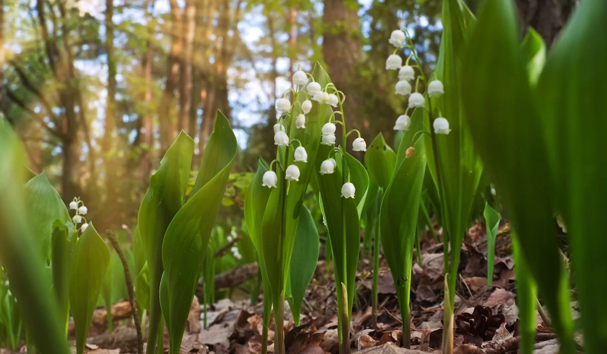 récupérer graine de muguet