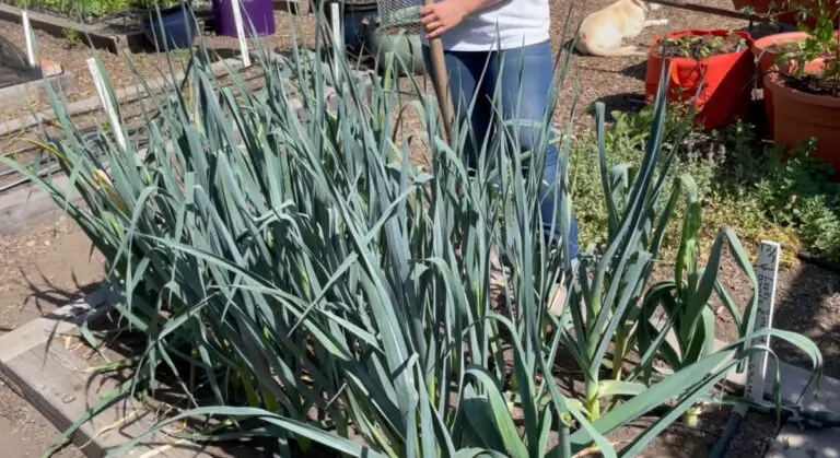 L’importance de l’arrosage dans le potager : trouvez le bon équilibre pour vos poireaux