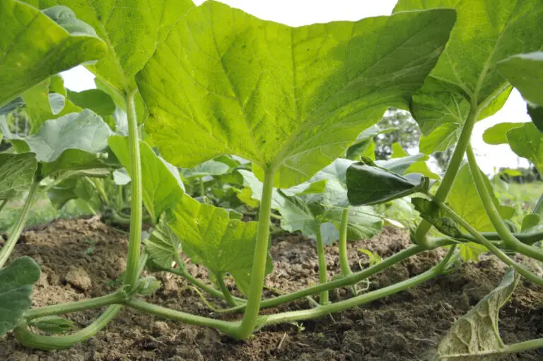 Comment pincer les melons pour une récolte abondante