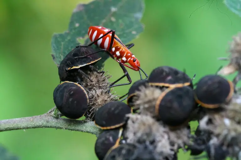 Les méthodes naturelles pour protéger vos plantes des nuisibles sans nuire aux insectes comme les gendarmes