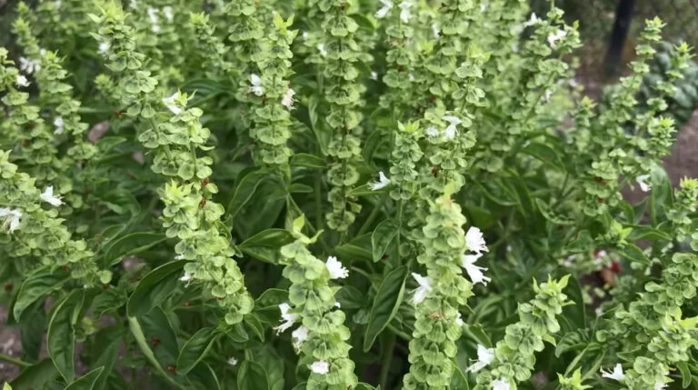 Les secrets des fleurs de basilic : idées et recettes pour les mettre à l’honneur