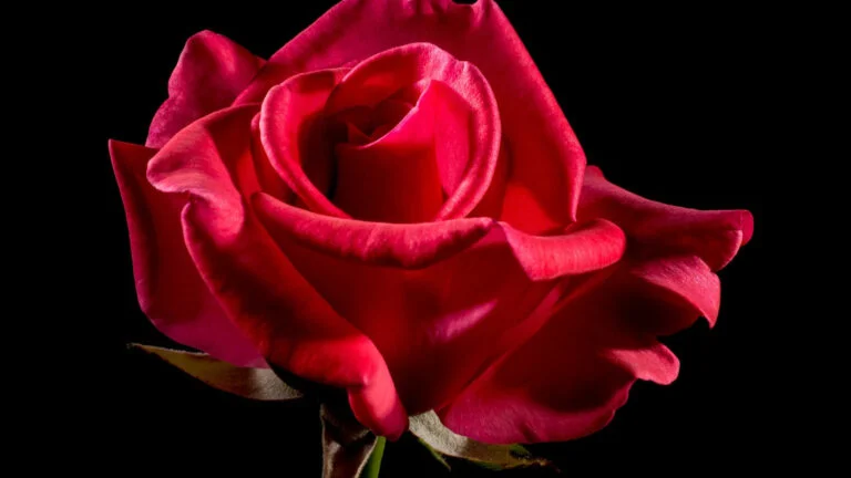 Des cadeaux magnifiques en roses pour faire plaisir et sublimer votre intérieur