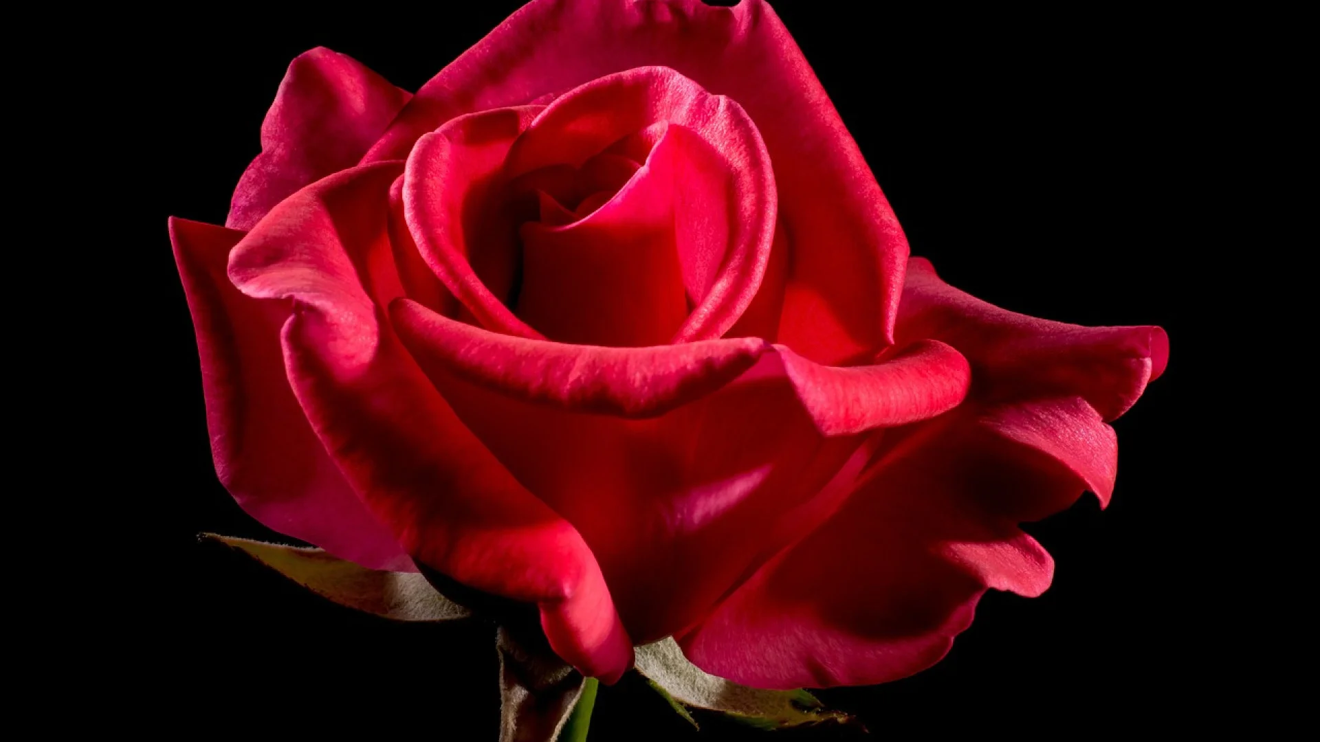 Des cadeaux magnifiques en roses pour faire plaisir et sublimer votre intérieur