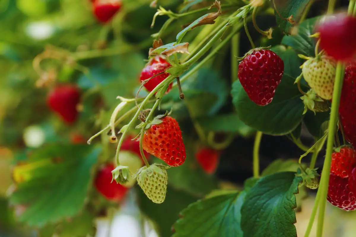 fraises culture verticale