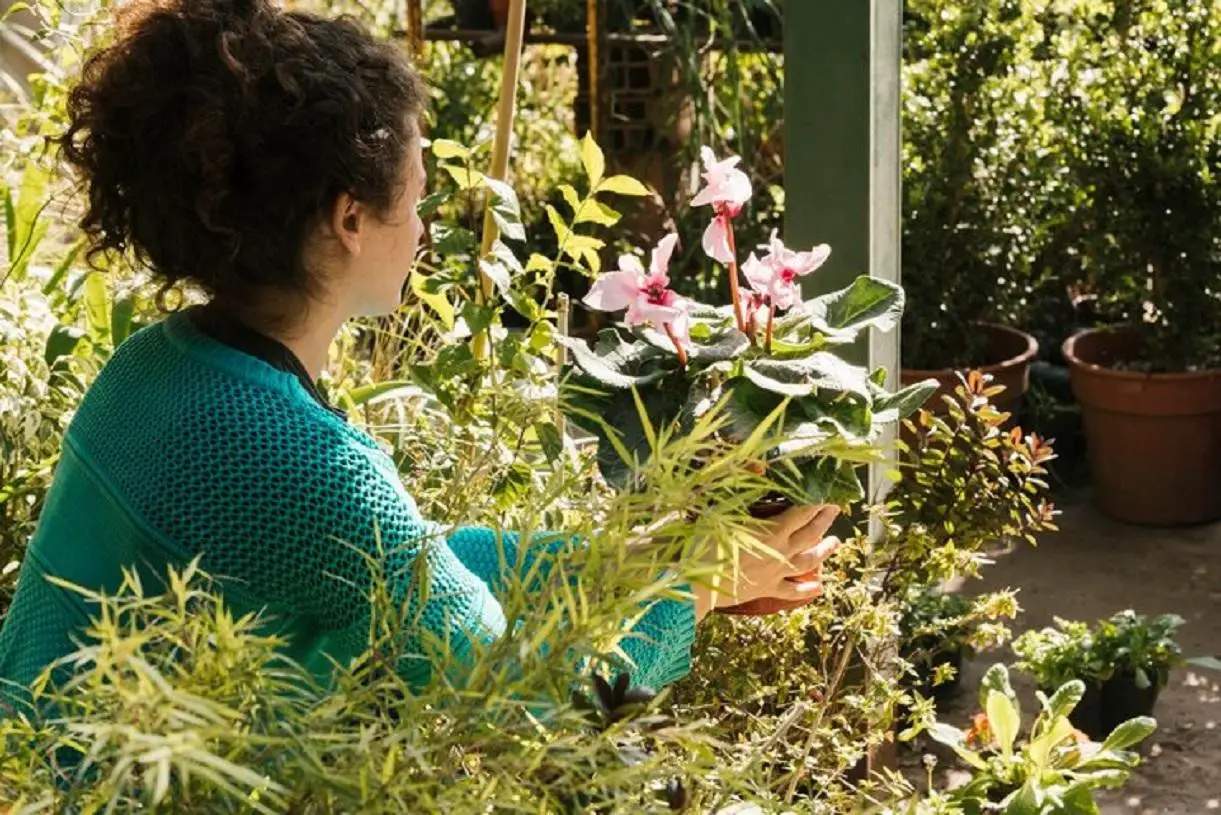 plantes vivaces